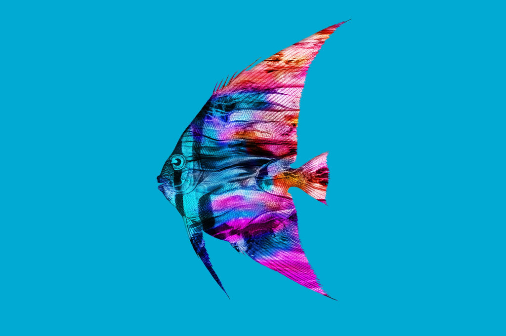 Vibrant Life: Isolated Abstract Animal Illustrations-Chroma Supply