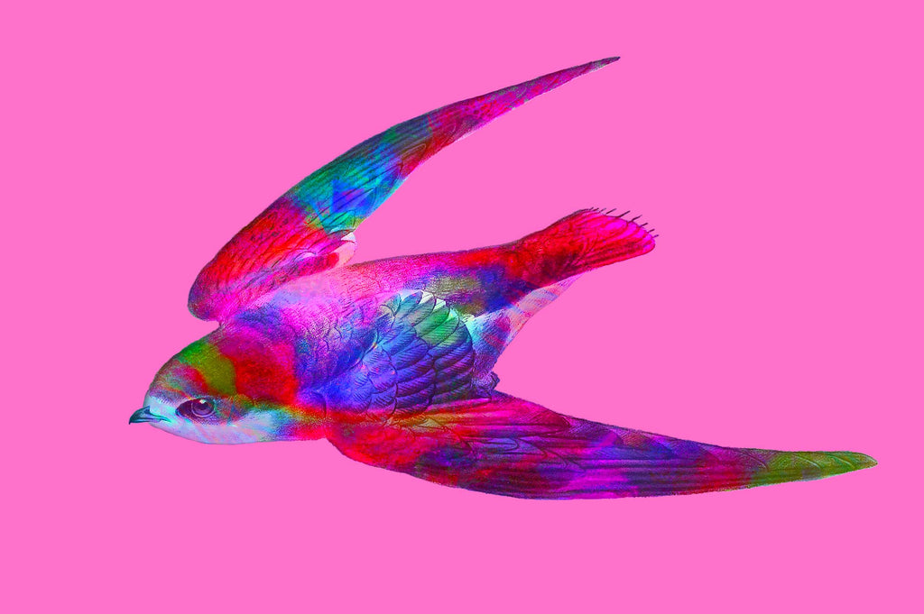 Vibrant Life: Isolated Abstract Animal Illustrations-Chroma Supply